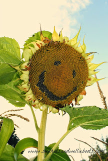 sunflower faces